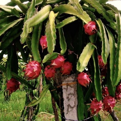 Питахайя "Драконий фрукт" с розовой мякотью  (закрытый корень)