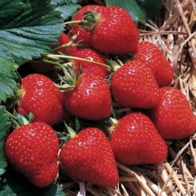 Полуниця "Флоренс" 5 шт