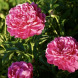Пион травянистый низкорослая "Patio Peony London"