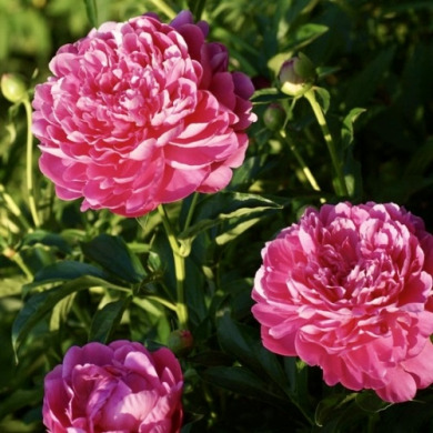 Пион травянистый низкорослая "Patio Peony London"