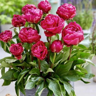 Пион травянистый низкорослая "Patio Peony London"