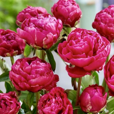 Пион травянистый низкорослая "Patio Peony London"