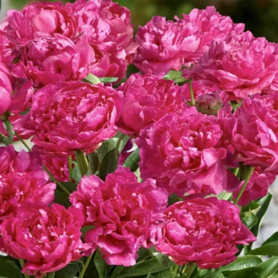 Пион травянистый низкорослая "Patio Peony London"