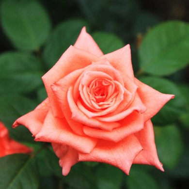 Роза чайно-гибридная "Дольче Вита" Dolce Vita