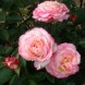 Роза чайно-гибридная "Оноре де Бальзак " Honore de Balzac