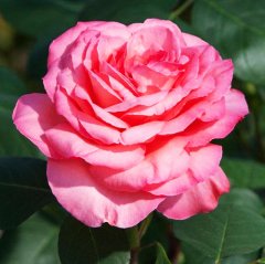 Роза чайно-гибридная "Пантер Роз" Panthere Rose