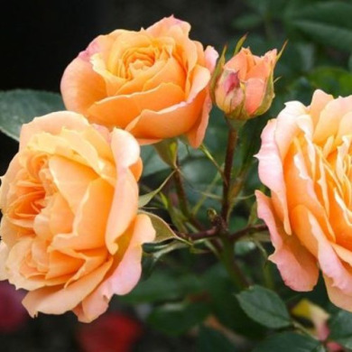 Роза миниатюрная "Клементина"