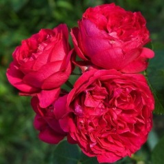 Троянда плетиста "Ред Еден"
