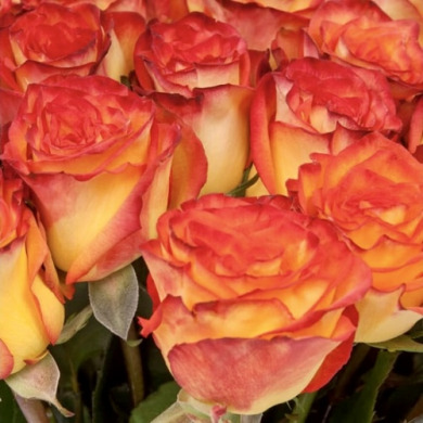 Роза чайно-гибридная "Коника" Conica Роза чайно-гибридная "Коника" Conica