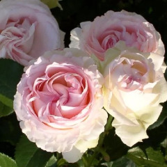 Троянда флорибунда "Еден Романтика"