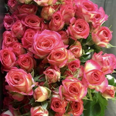 Троянда спрей "Саммер Денс" Summer Dance Троянда спрей "Саммер Денс" Summer Dance