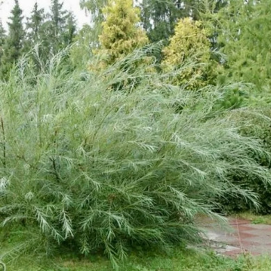 Ива розмаринолистная