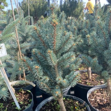 Ялина колюча Ретрофлексія Picea pungens Retroflexa (контейнер С5)