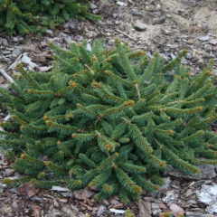 Ель обыкновенная "Прокумбенс" Procumbens (контейнер С7.5)