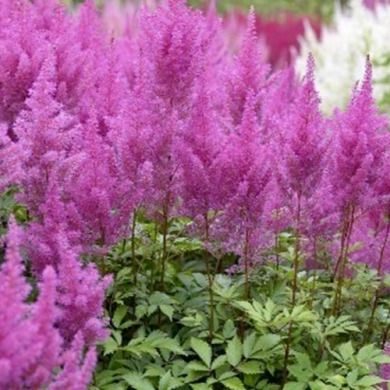 Астильба "Purple Glory"