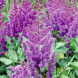 Астильба "Purple Glory"