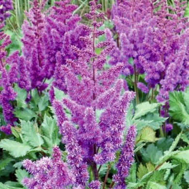 Астильба "Purple Glory"