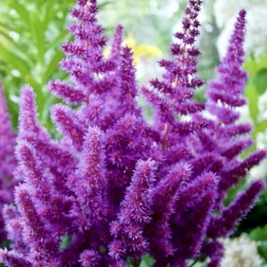 Астильба "Purple Glory"