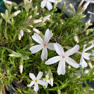 Флокс шиловидний "White Delight" Вайт делайт
