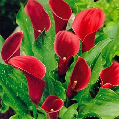 Калла "Majestic Red"  Калла "Majestic Red"