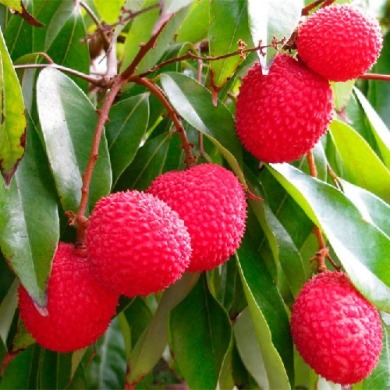 Личи "Китайская слива"