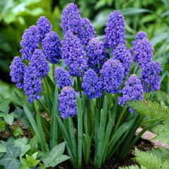 Мускари "Blue Spike" 3шт Мускари "Blue Spike" 3шт