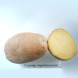 Семенной среднеранний картофель "Сувенир Черниговский" (Элита, универсального назначения) 1 кг