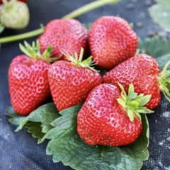 Клубника "Априка" раняя 5 шт