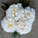 Пион травянистый "Гардения" Gardenia