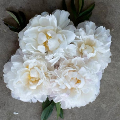 Пион травянистый "Гардения" Gardenia