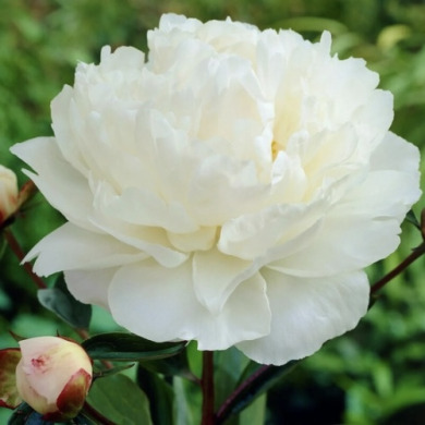 Пион травянистый "Гардения" Gardenia