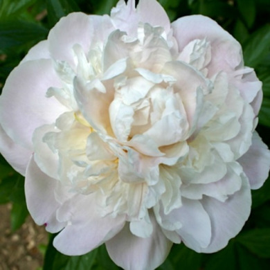 Пион травянистый "Гардения" Gardenia