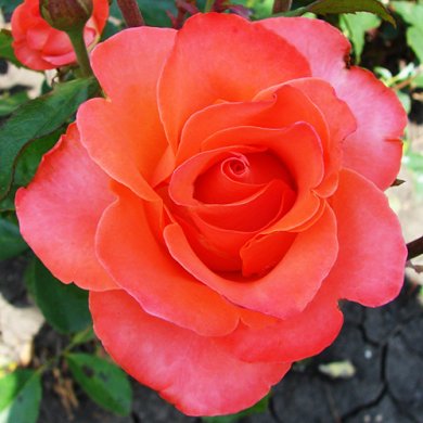 Роза чайно-гибридная "Вау" Wow