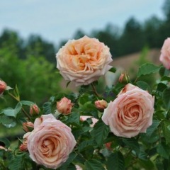 Роза плетистая "Барок" Barock