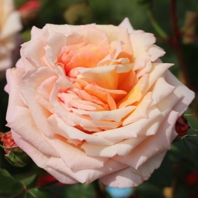 Роза плетистая "Барок" Barock