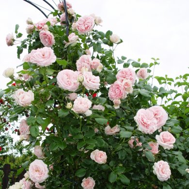 Троянда плетиста "Джардіна" Giardina