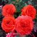 Троянда плетиста "Майнтауер" Maintower 