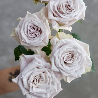 Роза чайно-гибридная "Мента" Menta Роза чайно-гибридная "Мента" Menta