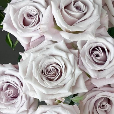 Роза чайно-гибридная "Мента" Menta Роза чайно-гибридная "Мента" Menta