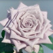 Роза чайно-гибридная "Мента" Menta