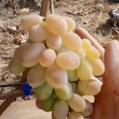 Виноград столовый "Корсика"