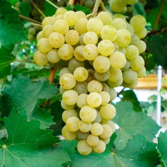 Виноград винный "Цитронный Магарача"
