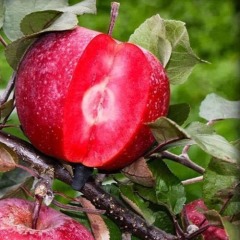 Яблуня червоном