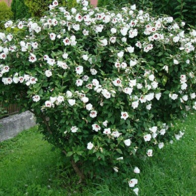Гібіскус садовий "білий" 