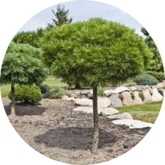 Хвоя на штамбе