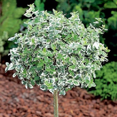 Бересклет на штамбе "Форчун" (горщок С7.5, Pa 100-120 см) Бересклет на штамбе "Форчун" (горщок С7.5, Pa 100-120 см)