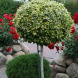 Бересклет на штамбе "Форчун" (горщок С7.5,  Pa 100-120 см)