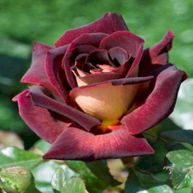 Троянда чайно-гібридна "Едді Мітчел" Eddy Mitchell