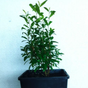 Гранат кімнатний -40%