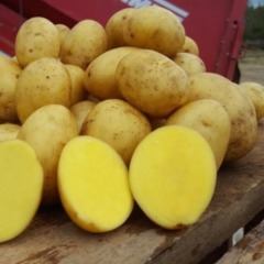 Картофель посадочный "Скарб" (1 репродукция, для салатов, чипсов, жарки) 1кг